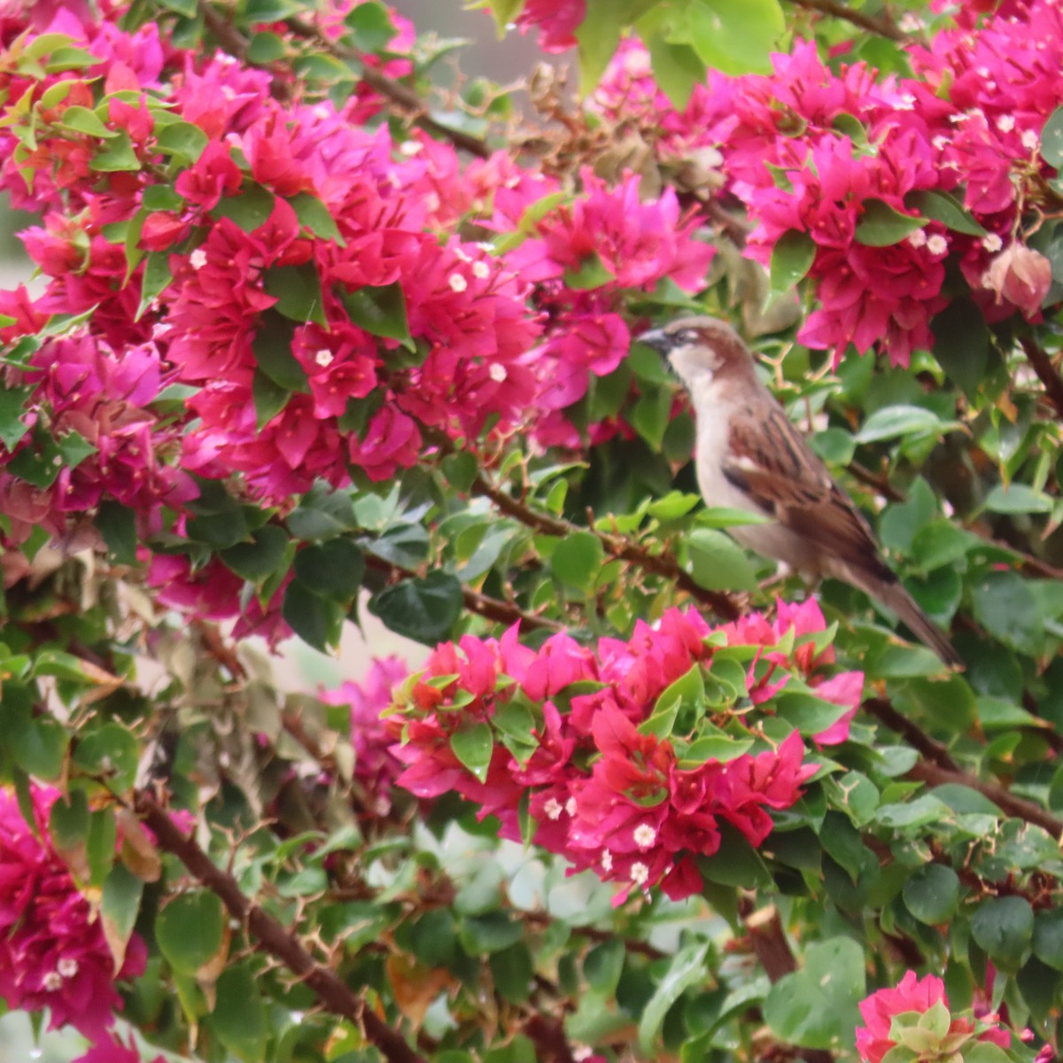 House Sparrow - ML645508911