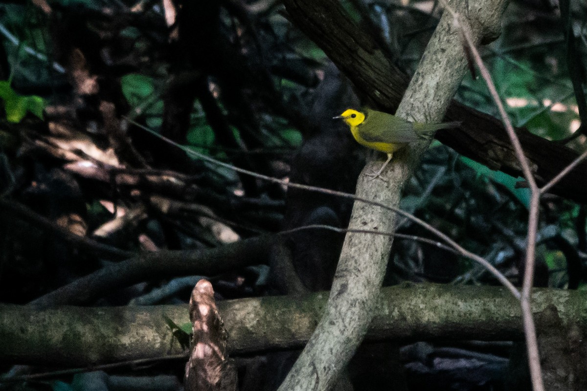 Paruline à capuchon - ML645508923