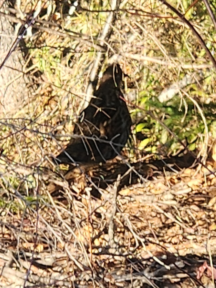 Ruffed Grouse - ML645508931