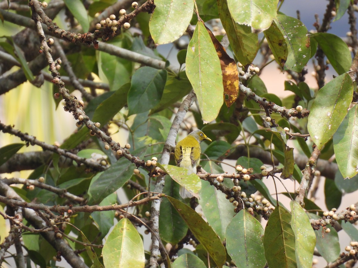 Gray-headed Bulbul - ML645508942