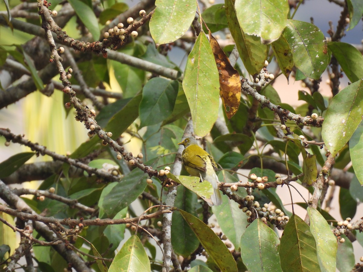 Gray-headed Bulbul - ML645508943