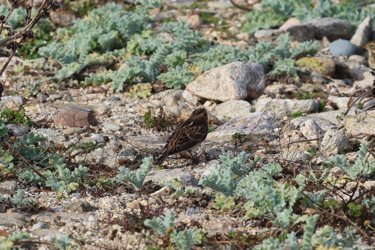 Подорожник лапландський - ML645508946