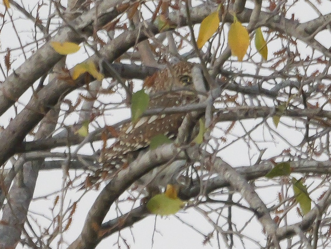 Pearl-spotted Owlet - ML645508949