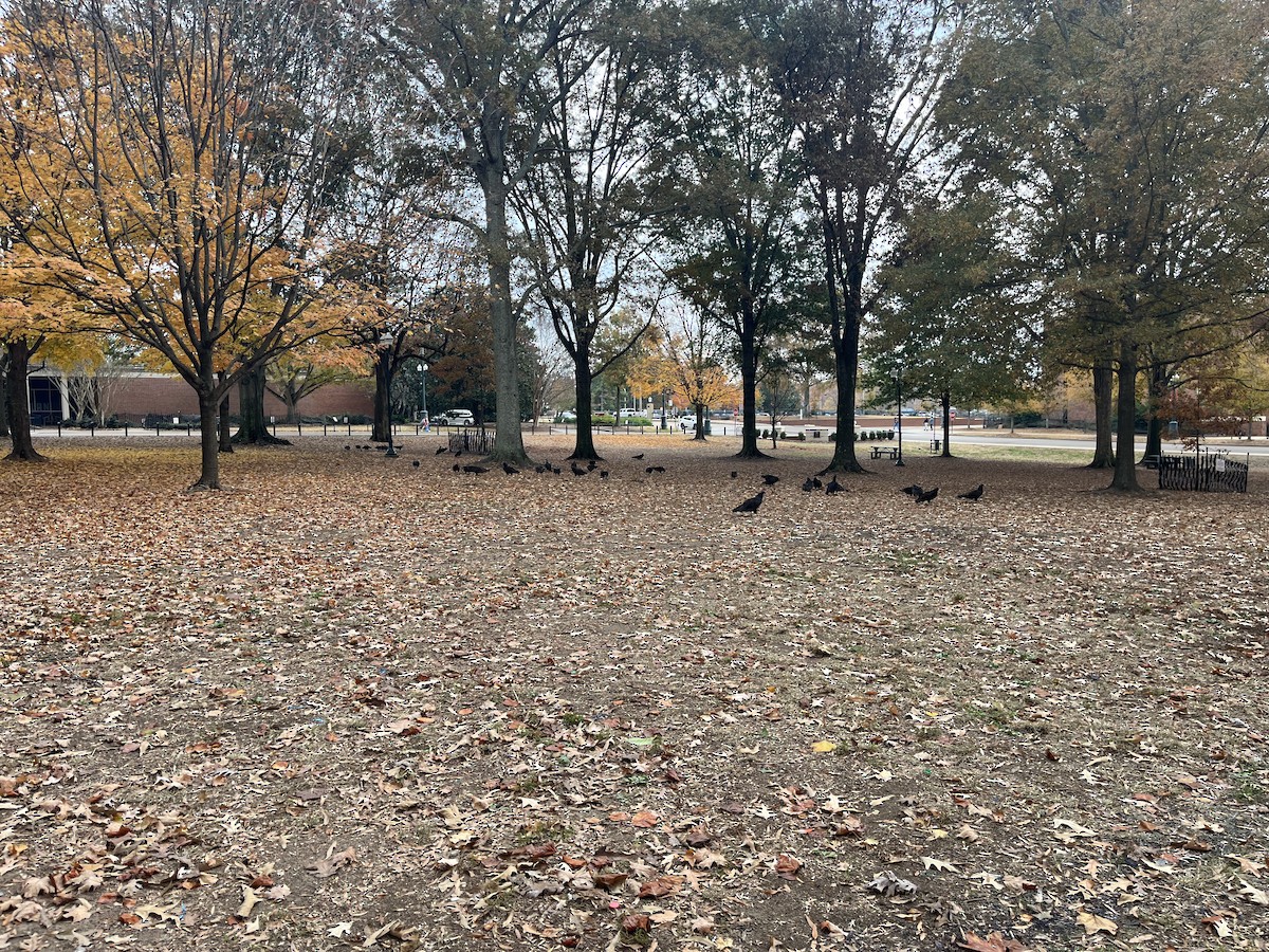 Turkey Vulture - ML645508950