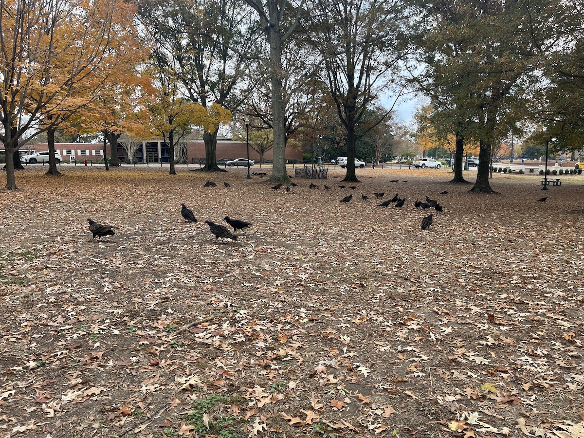 Turkey Vulture - ML645508951