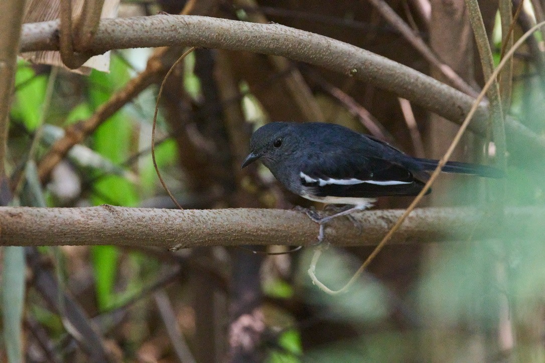 Oriental Magpie-Robin - ML645508956