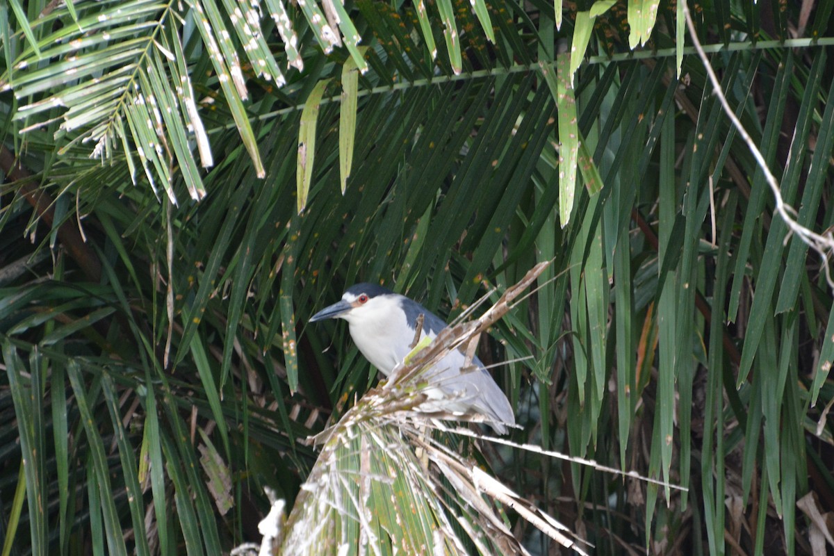 Ногоовор зашин - ML645508958