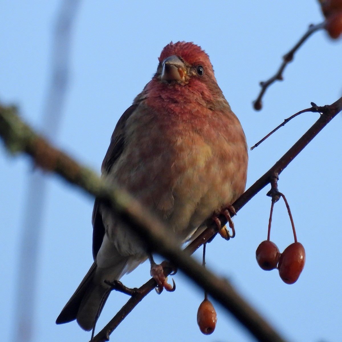Camachuelo Purpúreo - ML645508986