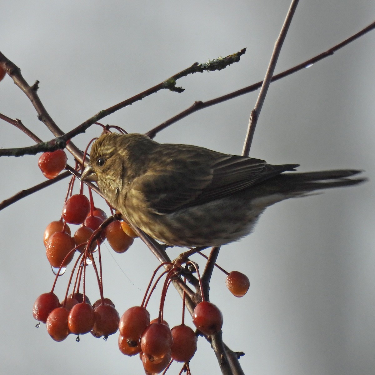 Camachuelo Purpúreo - ML645508987