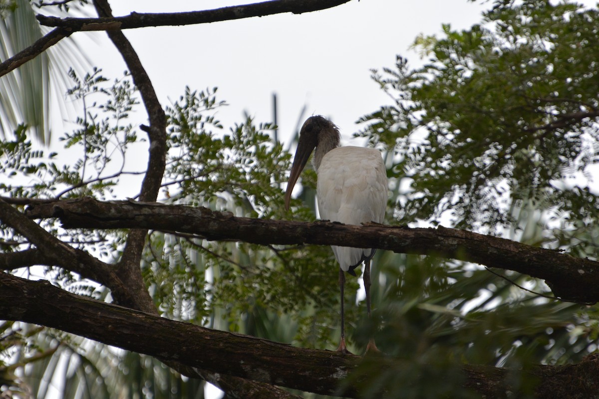 Wood Stork - ML645508993
