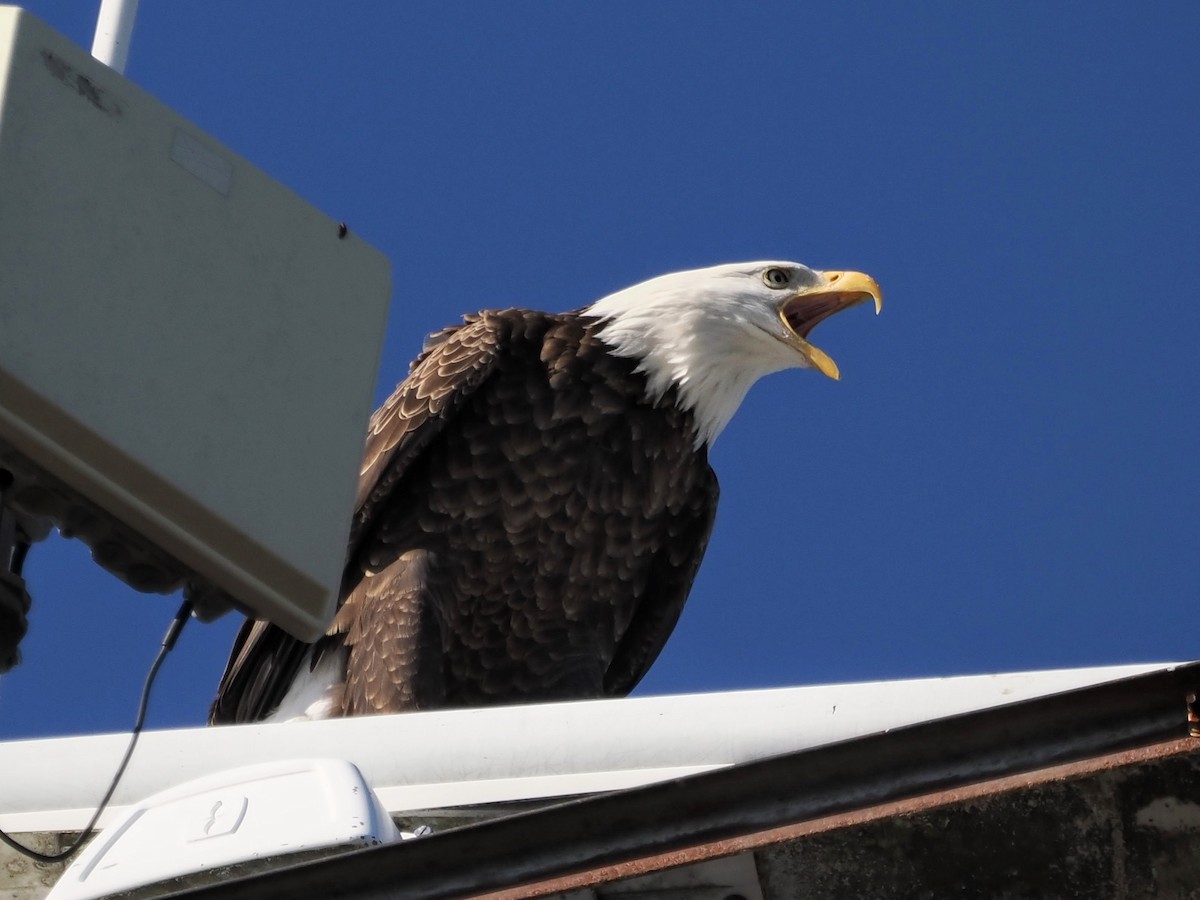 Bald Eagle - ML645508994