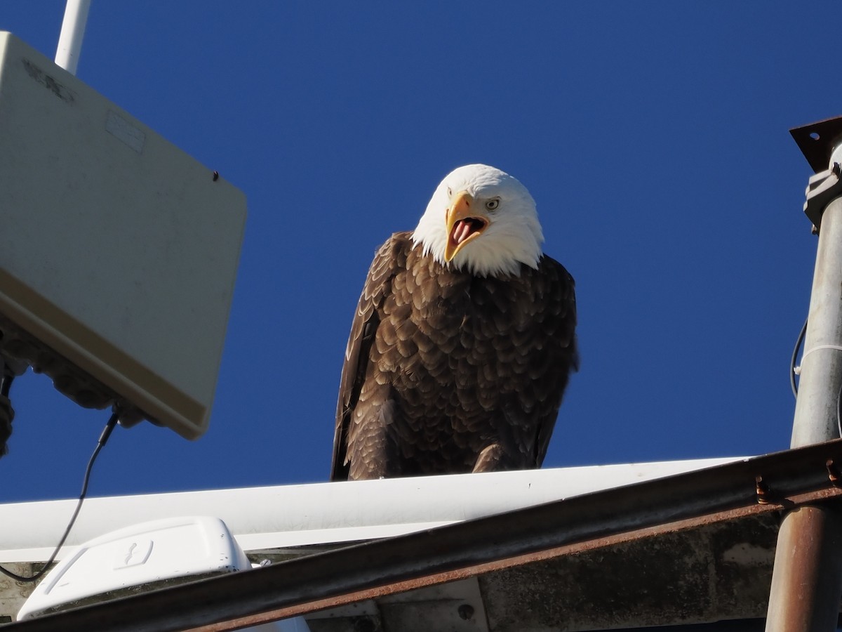 Bald Eagle - ML645508995