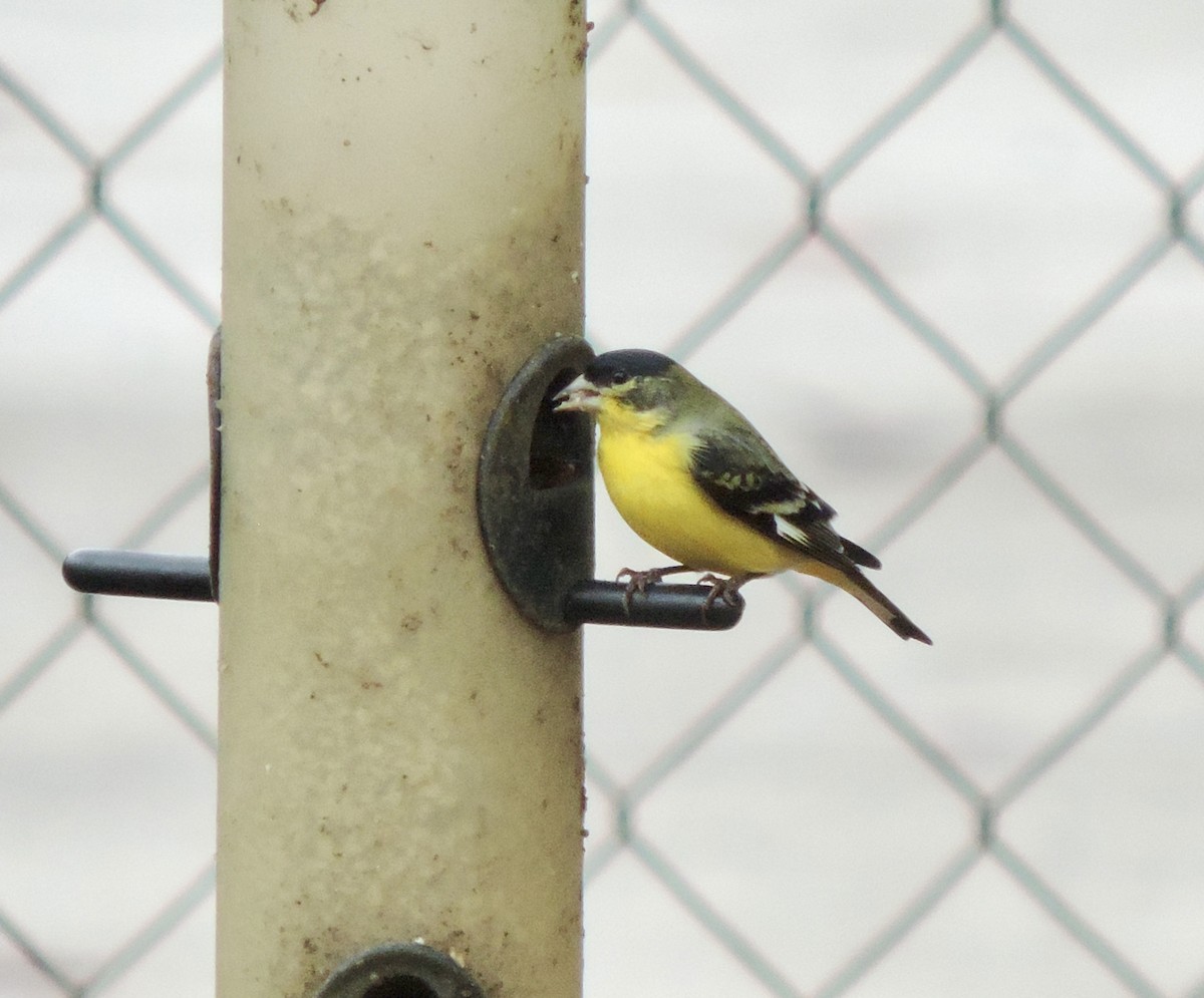 Lesser Goldfinch - ML645509044