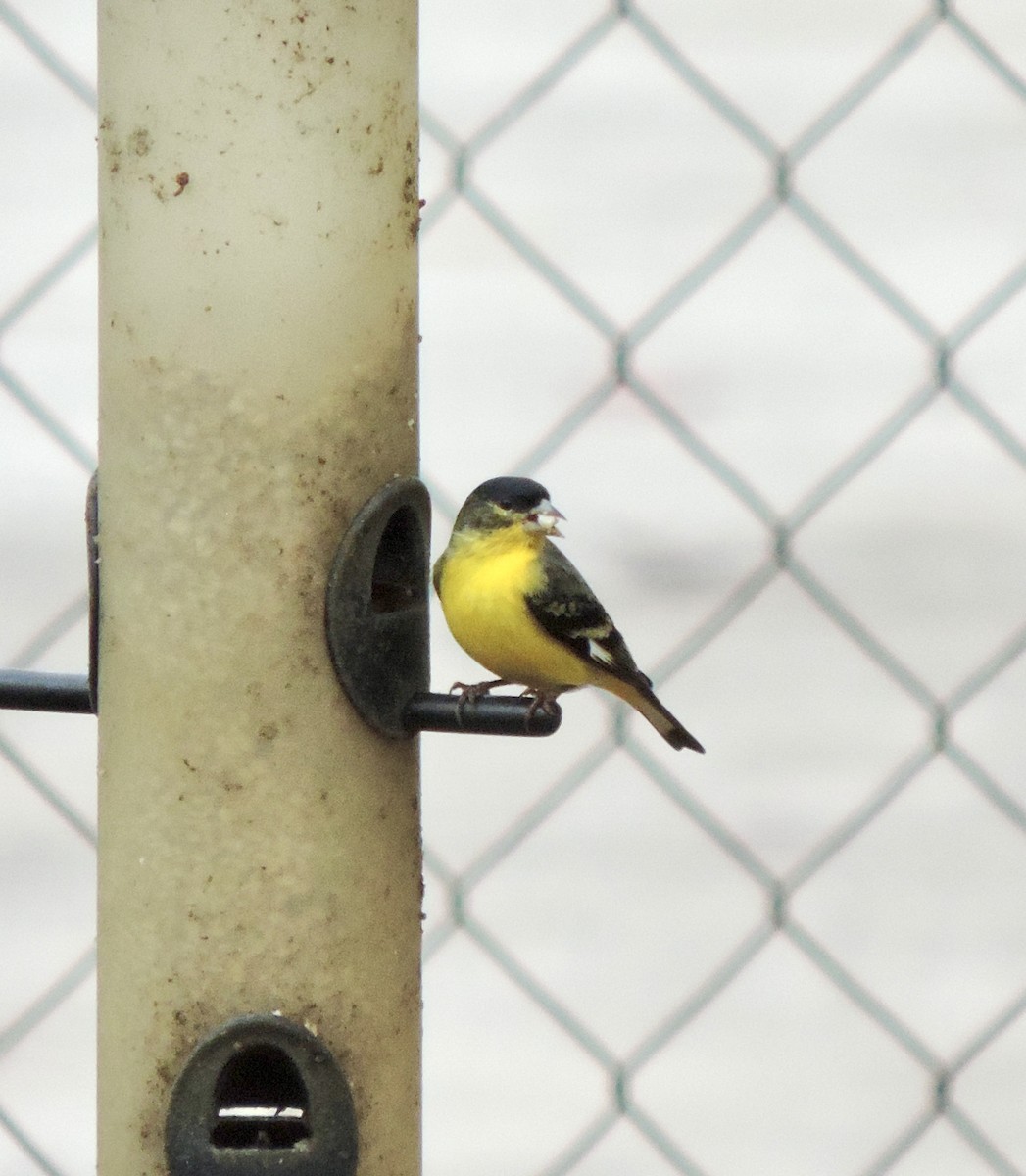 Lesser Goldfinch - ML645509045