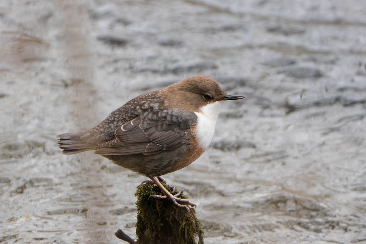 אמודאי הנחלים - ML645509050