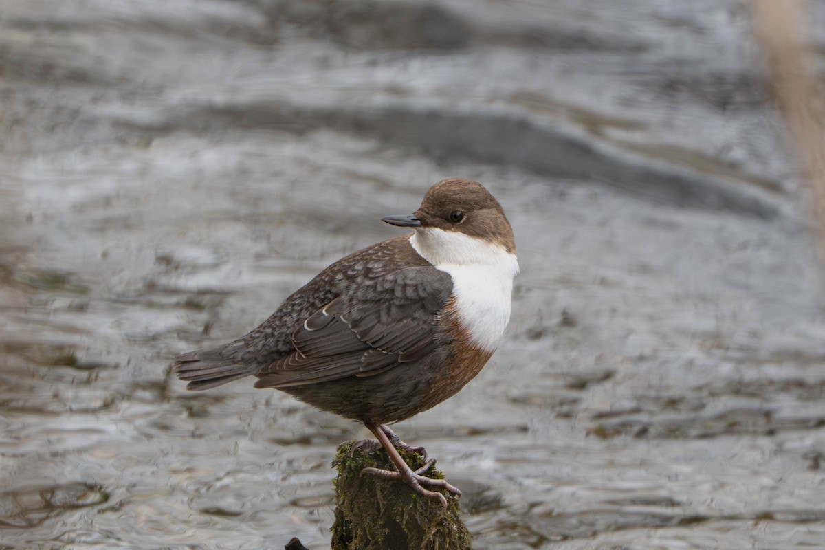 אמודאי הנחלים - ML645509051