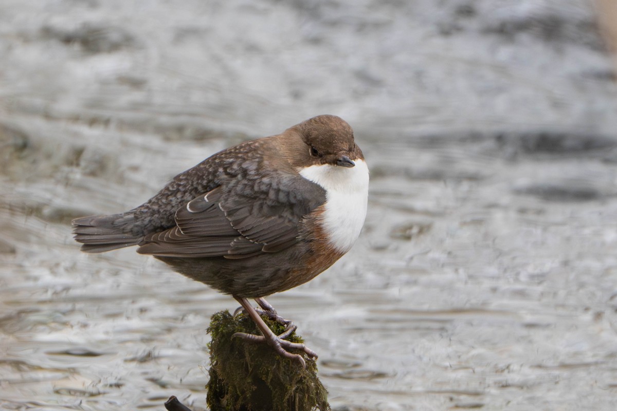 אמודאי הנחלים - ML645509052