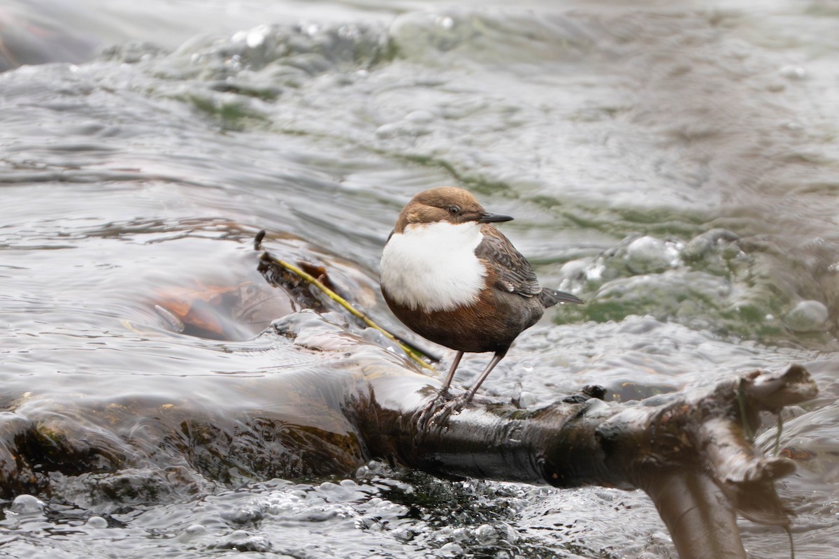 אמודאי הנחלים - ML645509053
