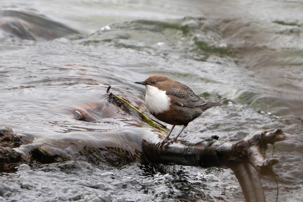 אמודאי הנחלים - ML645509054