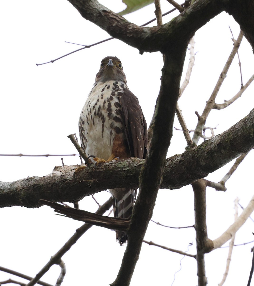 Яструб неотропічний - ML645509061