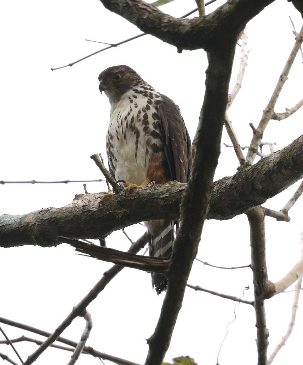 Яструб неотропічний - ML645509062