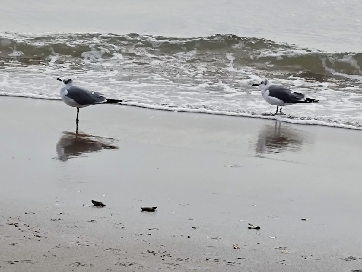 Gabbiano sghignazzante - ML645509079