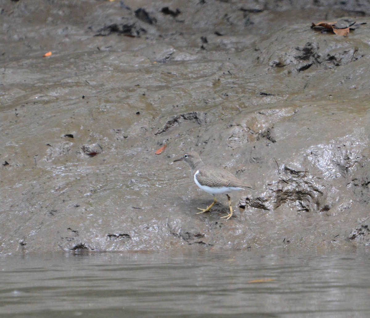 Spotted Sandpiper - ML645509080