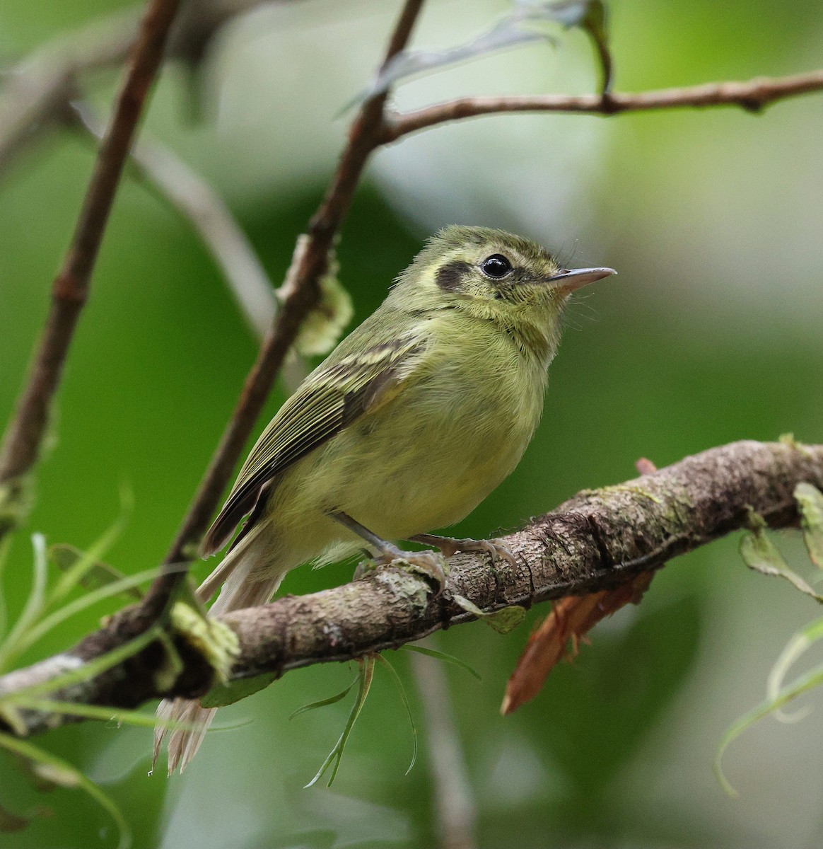 Sao Paulo Bristle-Tyrant - ML645509085