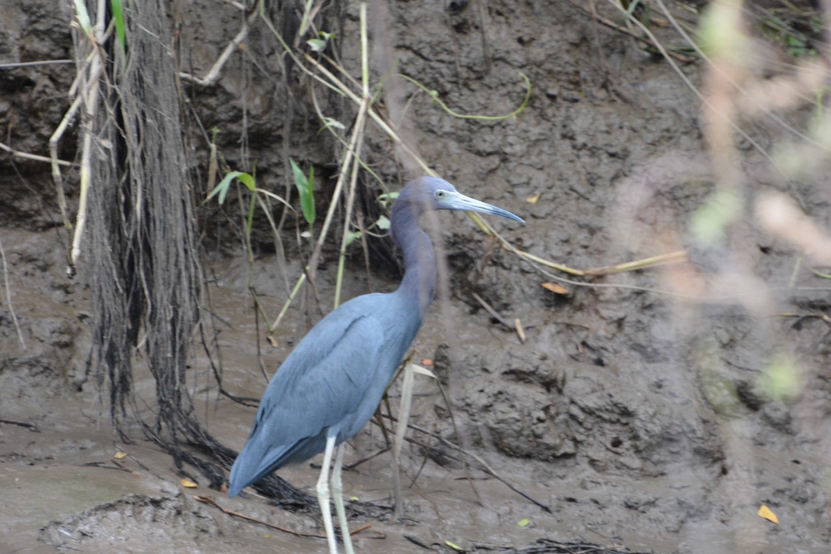 Little Blue Heron - ML645509089