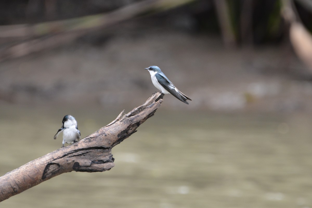 Mangrove Swallow - ML645509100