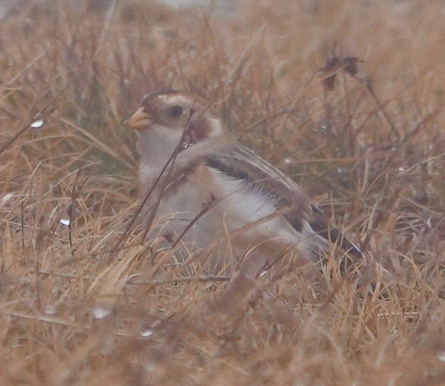 Snow Bunting - ML645509109
