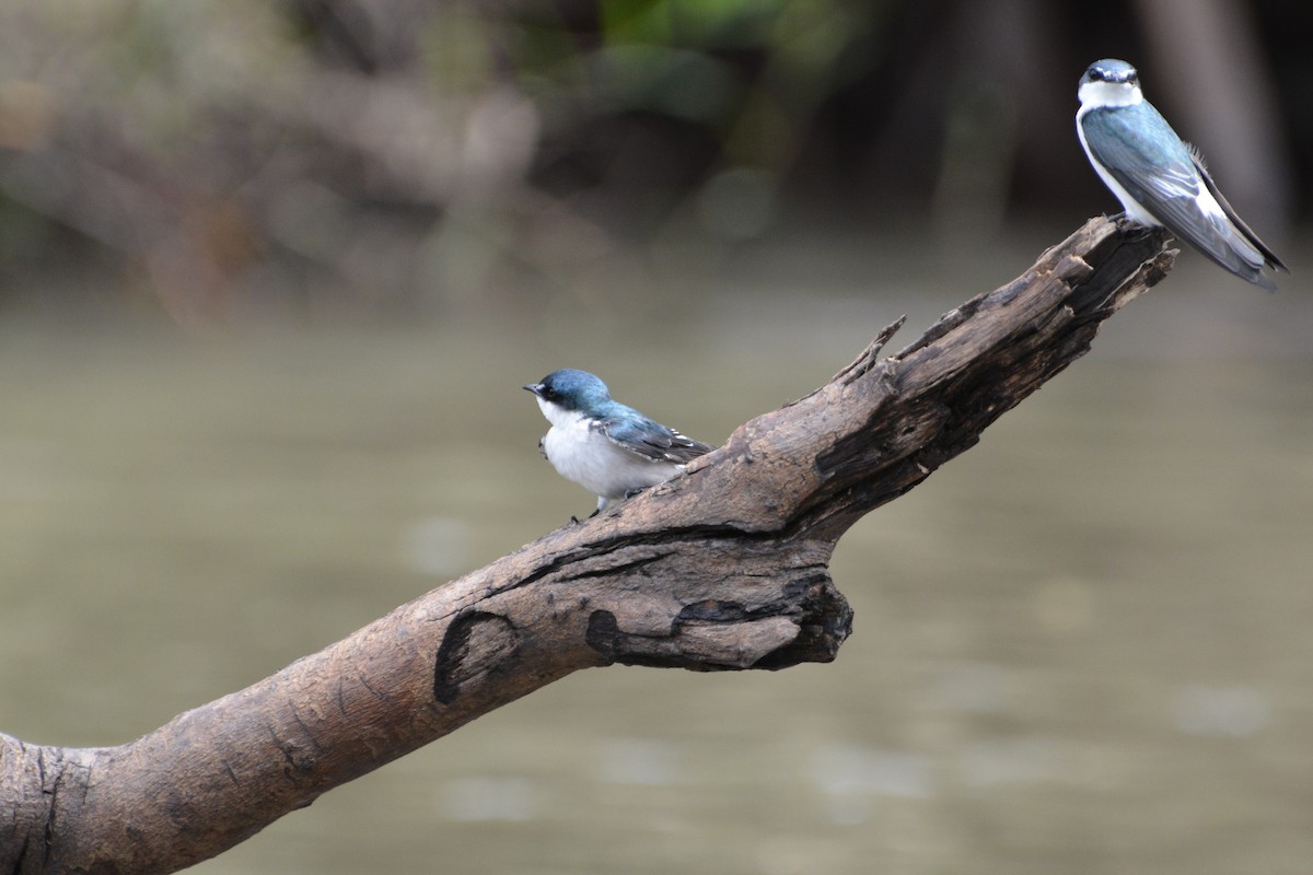Mangrove Swallow - ML645509116