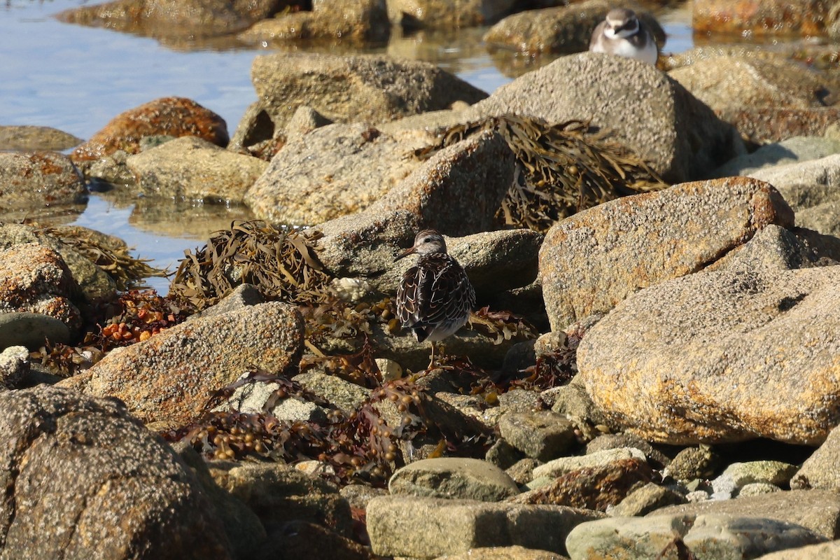 Pectoral Sandpiper - ML645509117