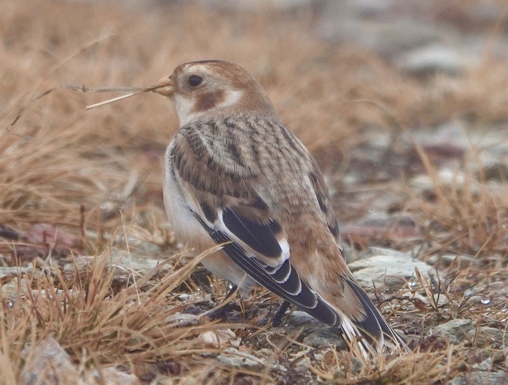 Snow Bunting - ML645509118