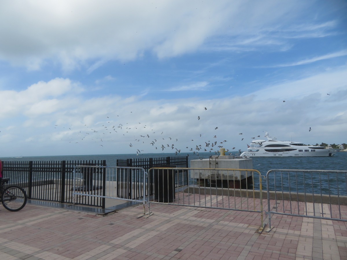 Gabbiano sghignazzante - ML645509129