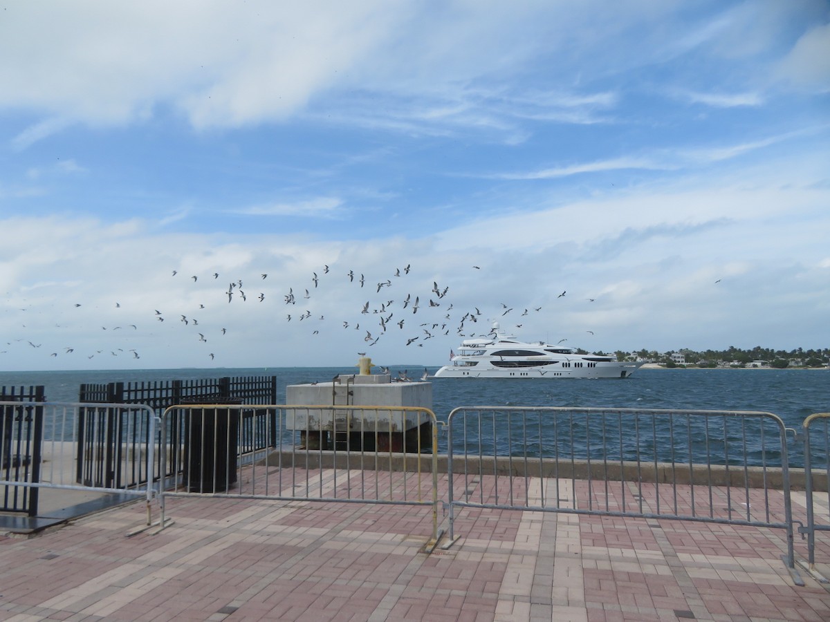 Gabbiano sghignazzante - ML645509130