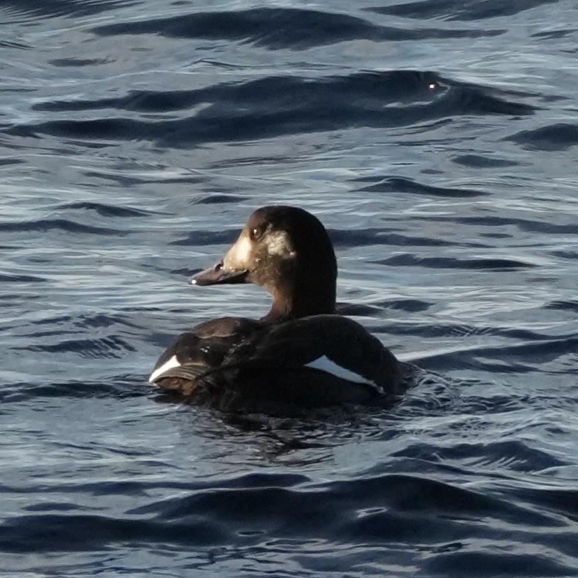 Ak Kanatlı Kadife Ördek - ML645509141