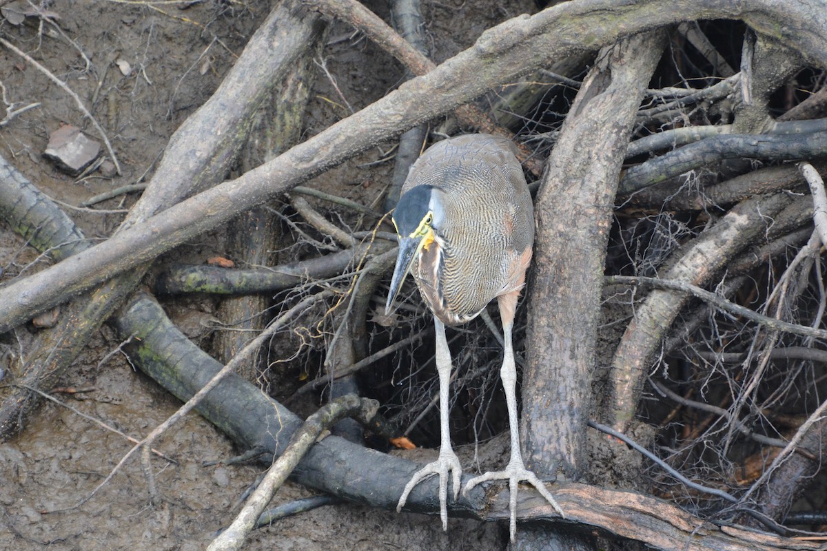Bare-throated Tiger-Heron - ML645509142