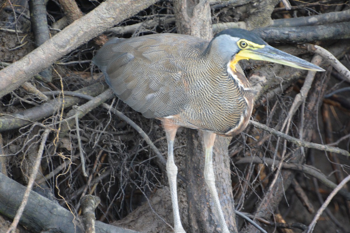 Bare-throated Tiger-Heron - ML645509165