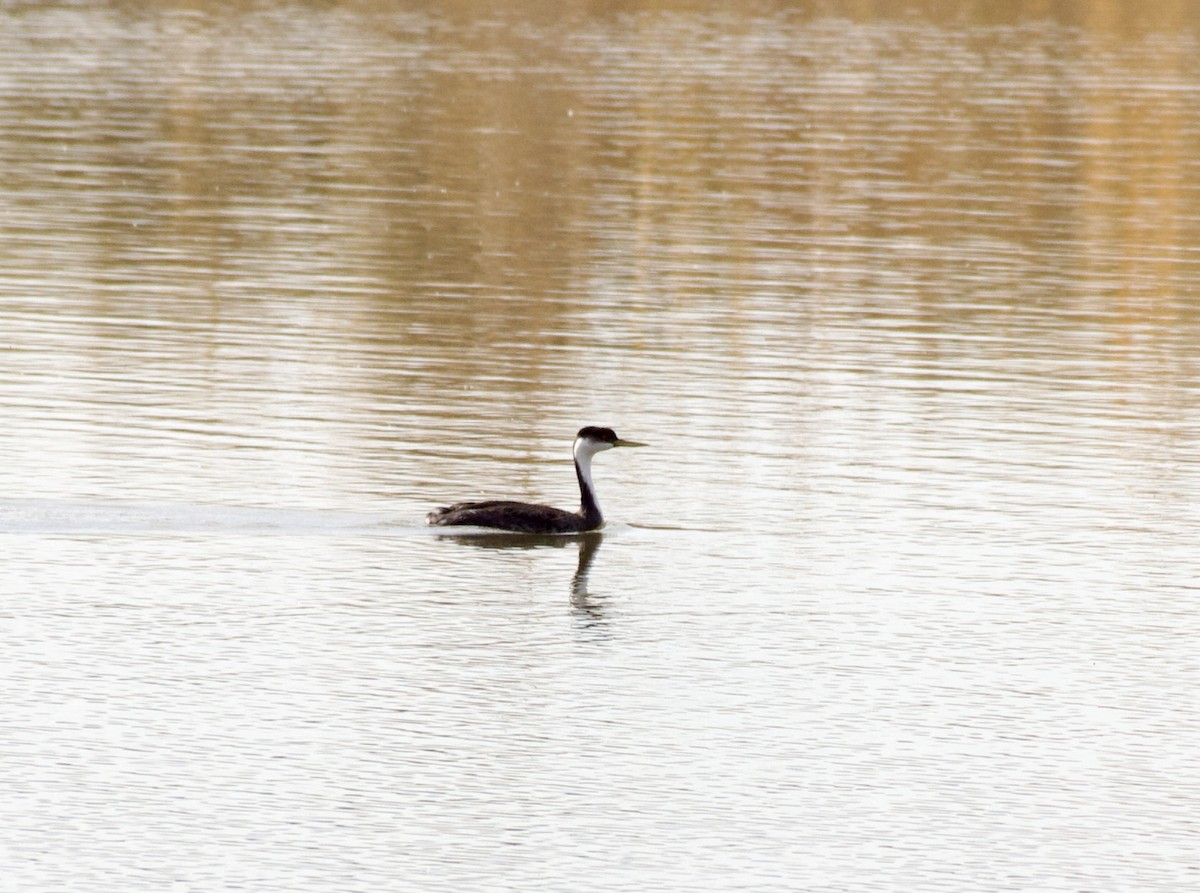 potápka západní - ML645509185