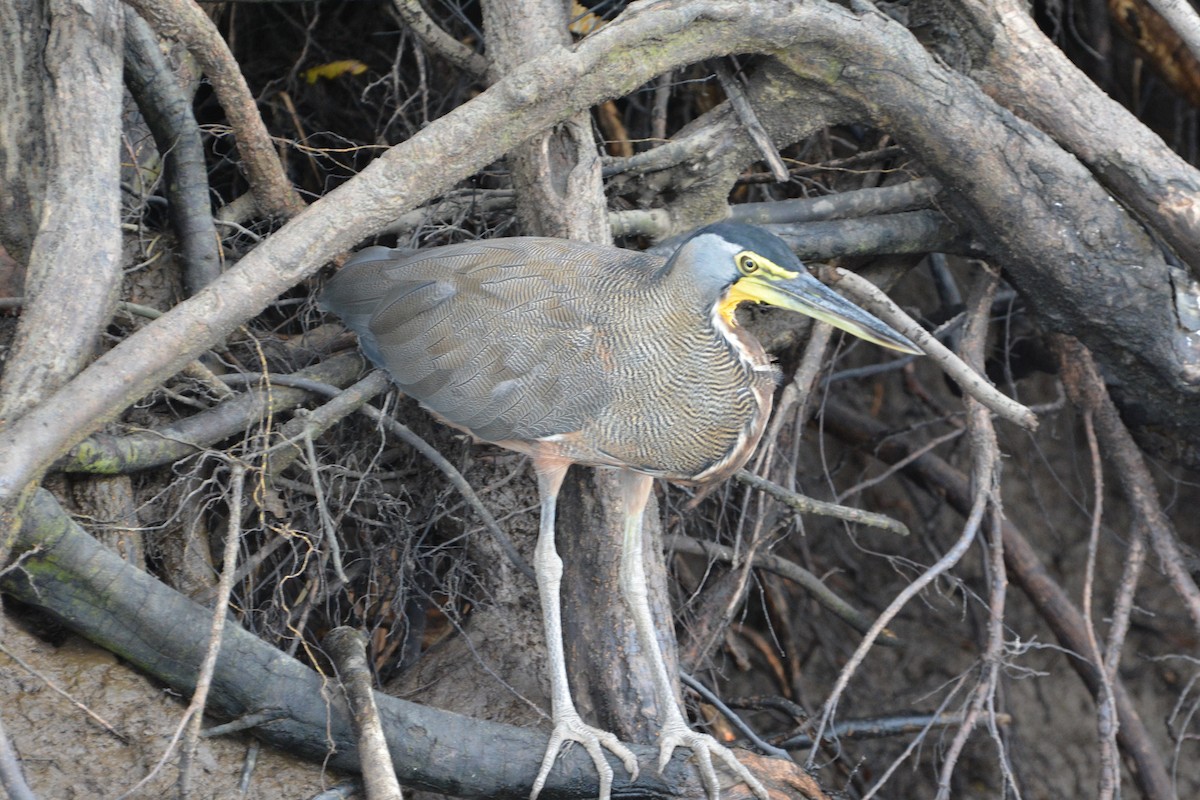 Bare-throated Tiger-Heron - ML645509188