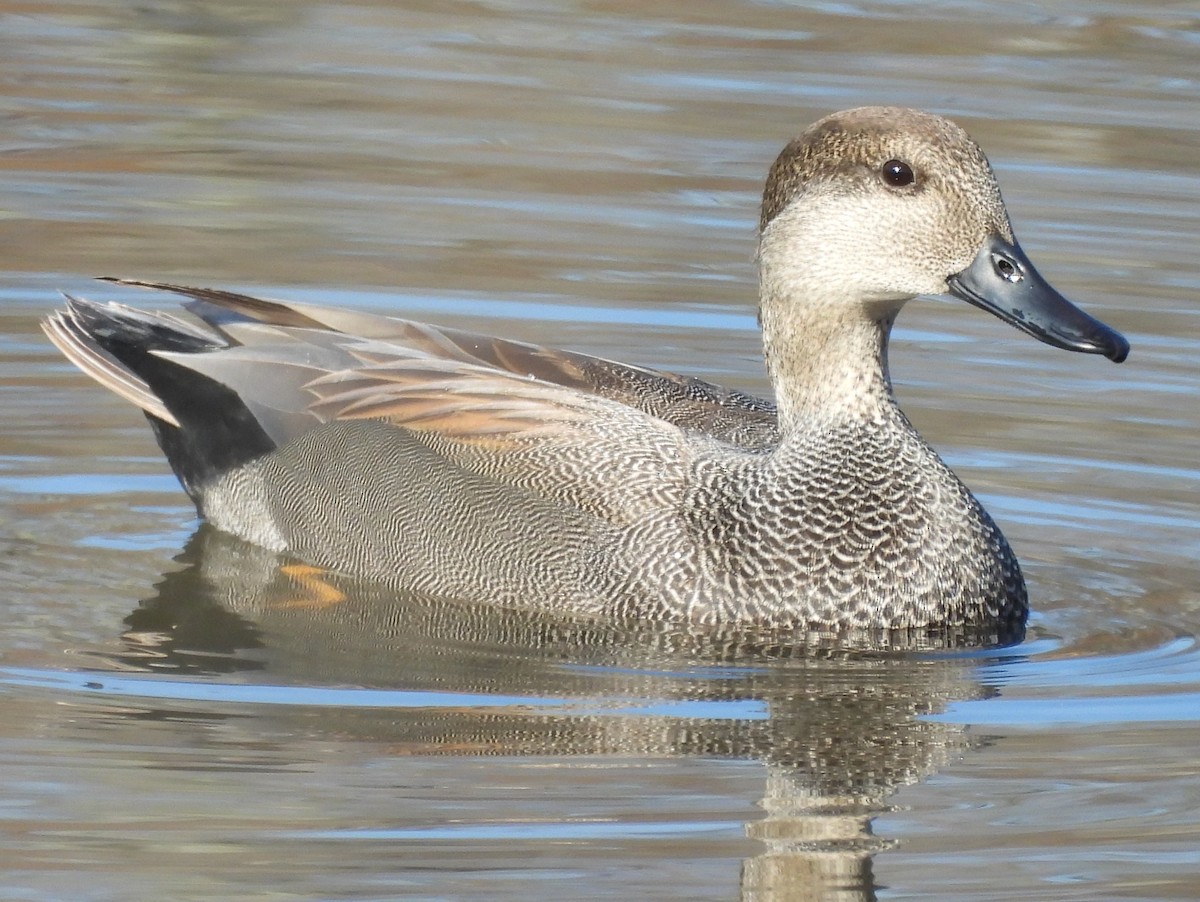 Canard chipeau - ML645509194