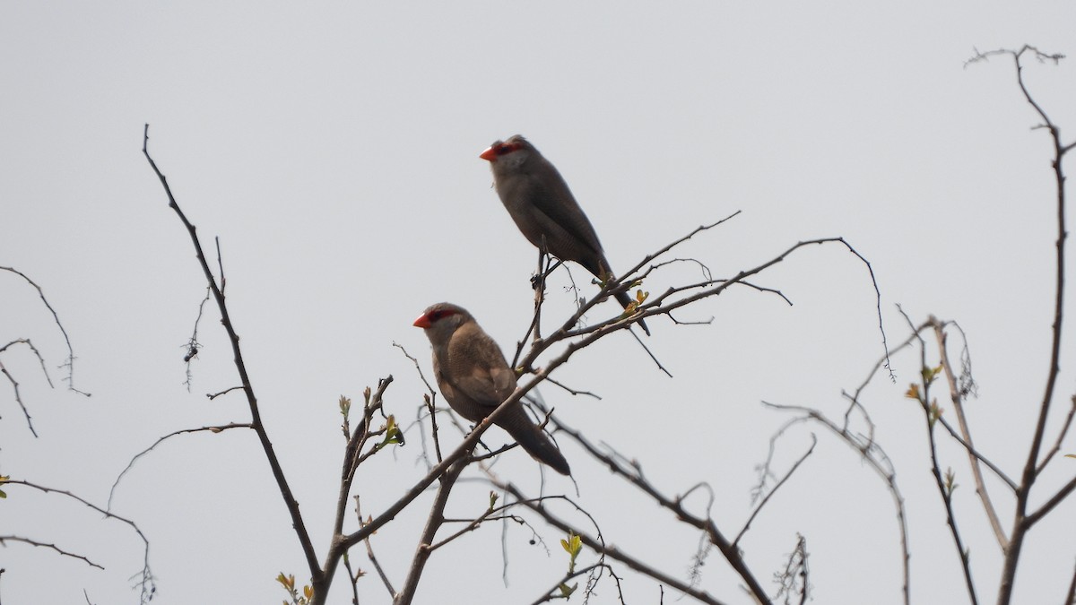 Common Waxbill - ML645509201