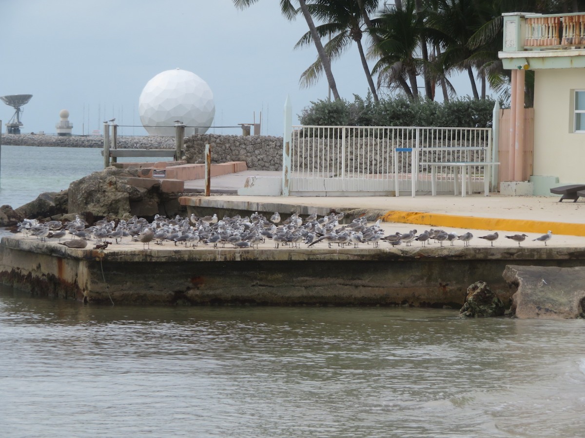 Gabbiano sghignazzante - ML645509207