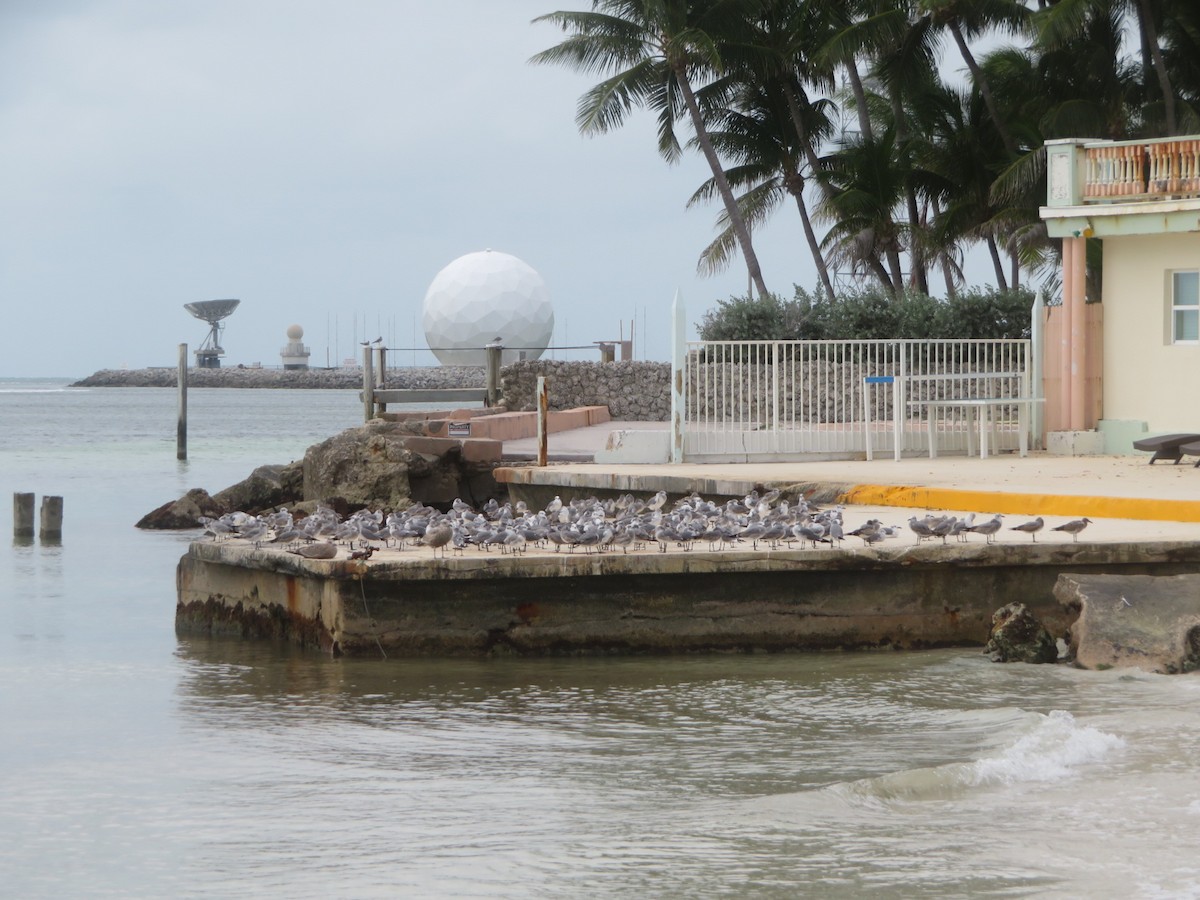 Gabbiano sghignazzante - ML645509208