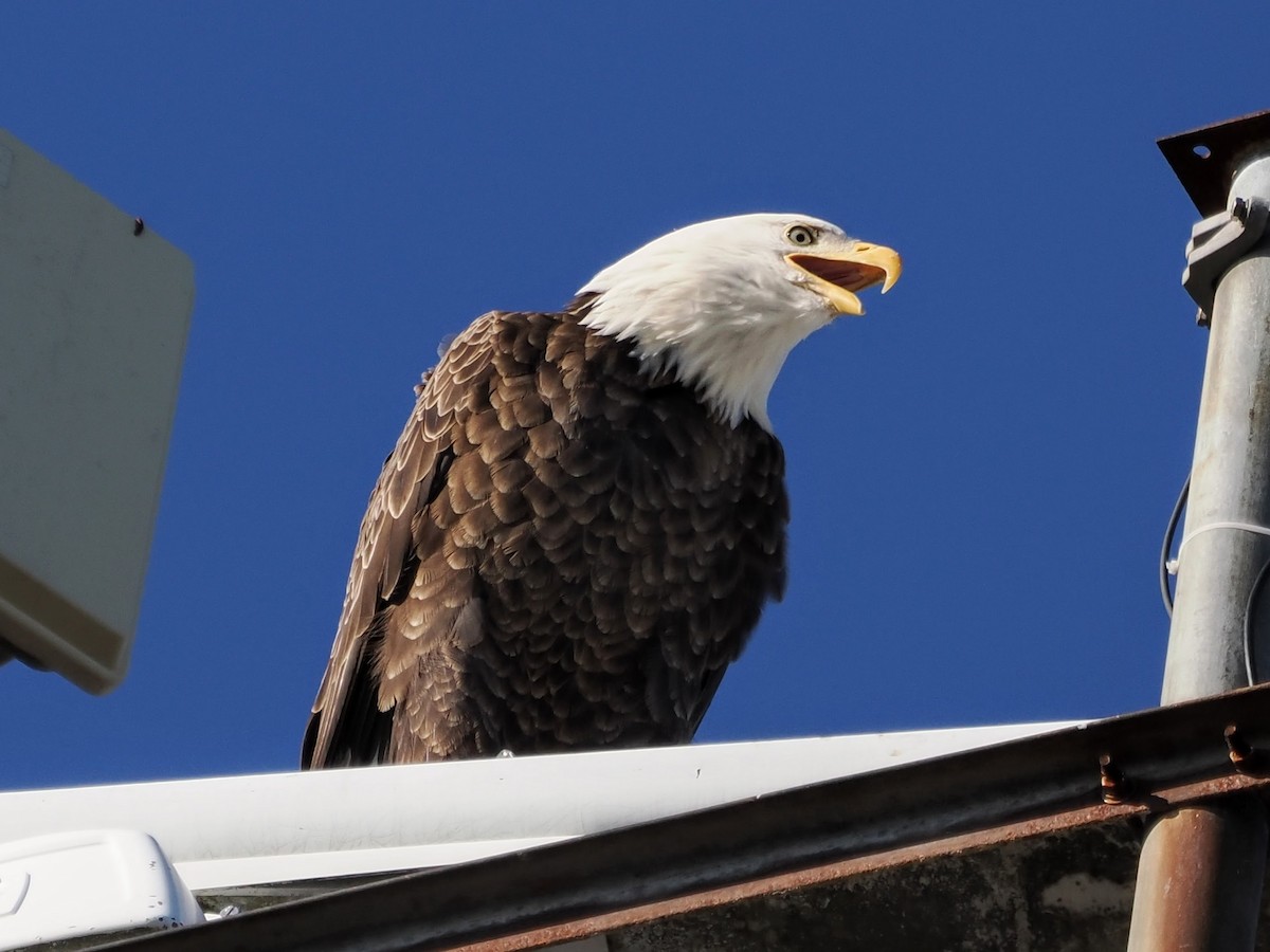 Bald Eagle - ML645509209