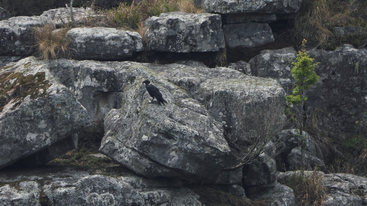 White-necked Raven - ML645509211