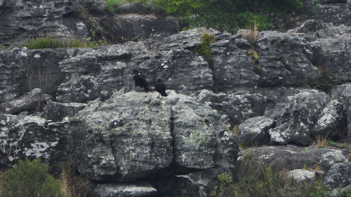 White-necked Raven - ML645509212