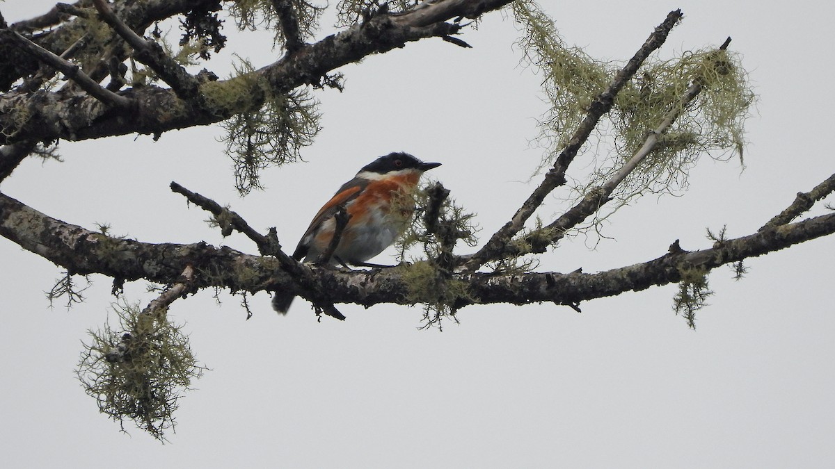 Kapschnäpper - ML645509243