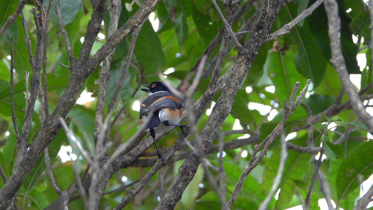 Kapschnäpper - ML645509244